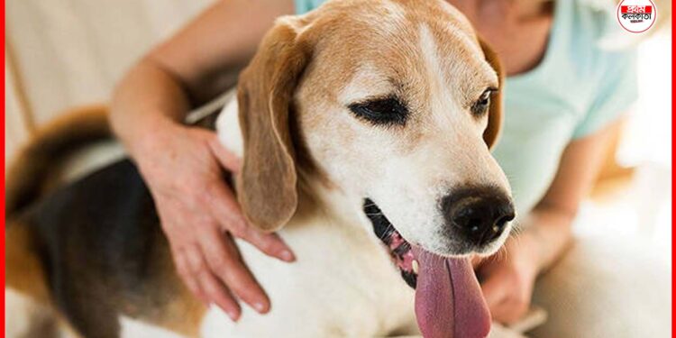 House pet: তীব্র গরমে অসুস্থ হয়ে পড়ছে বাড়ির পোষ্যটি? এই টিপস ফলো করলেই চনমনে থাকবে আপনার সঙ্গী