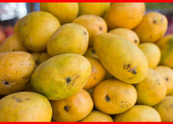 Health Tips: পাকা আমে মিশছে বিষ! আম খাওয়ার আগে ভিডিওটা দেখুন, শিউরে উঠবেন