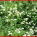 Parthenium: বিষাক্ত পার্থেনিয়ামে ছেয়ে যাচ্ছে শহর গ্রাম, করোনার পর এই আগাছাই আমাদের মেরে ফেলবে, আতঙ্ক চারিদিকে সাবধান