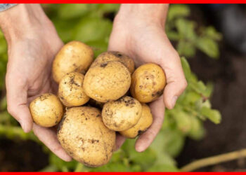 Potato history: ইংরেজদের জন্যই আমরা আলু পেয়েছিলাম, পাঁচশো বছর আগেও কেউ চিনতো না, অনেক অজানা কথা