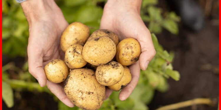 Potato history: ইংরেজদের জন্যই আমরা আলু পেয়েছিলাম, পাঁচশো বছর আগেও কেউ চিনতো না, অনেক অজানা কথা