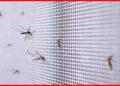 Pest Control Tips: শুরু হয়ে গেছে ঘরে পোকামাকড়ের উপদ্রব ? শুধু কোনায় কোনায় ছড়িয়ে দিন এই স্প্রে