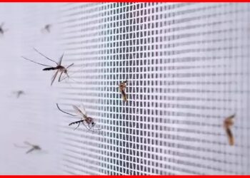 Pest Control Tips: শুরু হয়ে গেছে ঘরে পোকামাকড়ের উপদ্রব ? শুধু কোনায় কোনায় ছড়িয়ে দিন এই স্প্রে