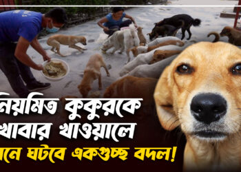 নিয়মিত কুকুরকে খাবার খাওয়ালে জীবনে ঘটবে একগুচ্ছ বদল | Prothom Kolkata