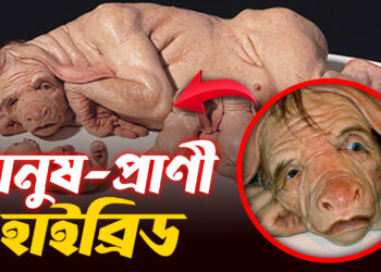 মানুষ-প্রাণী হাইব্রিড তৈরি করছে জাপান | Science | Prothom Kolkata