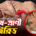 মানুষ-প্রাণী হাইব্রিড তৈরি করছে জাপান | Science | Prothom Kolkata