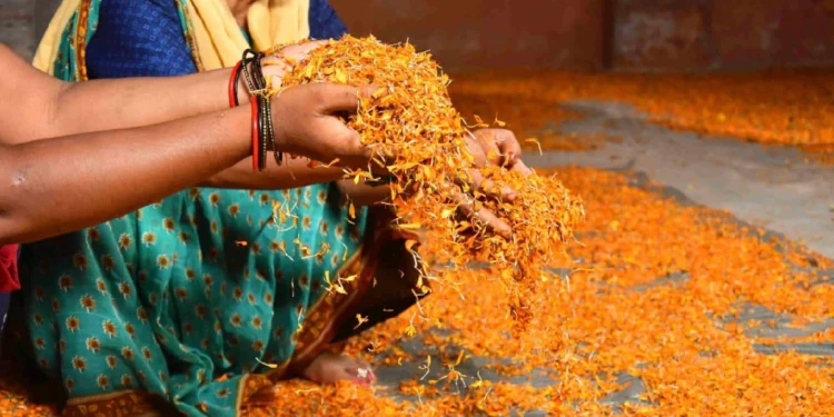 Puja Flower Recycling initiative in West Bengal to make eco-friendly incense sticks and abir from discarded temple flowers