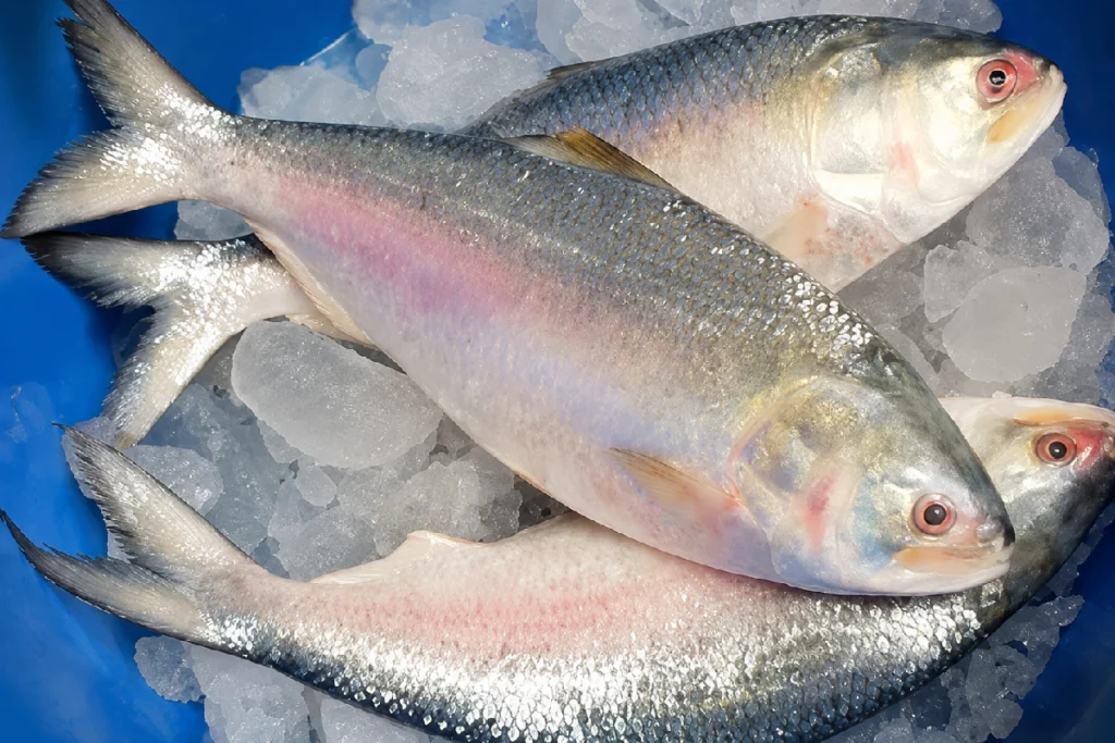 Digha Hilsa catch of around 40 tonnes at Digha Mohana as fishermen bring in fresh hilsa