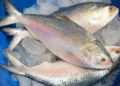 Digha Hilsa catch of around 40 tonnes at Digha Mohana as fishermen bring in fresh hilsa