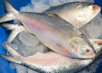 Digha Hilsa catch of around 40 tonnes at Digha Mohana as fishermen bring in fresh hilsa