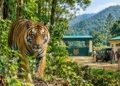 Buxa Tiger Reserve tiger relocation and new police outpost preparations