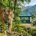 Buxa Tiger Reserve tiger relocation and new police outpost preparations