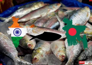 Ranna Puja Hilsa shortage as prices rise sharply in the market