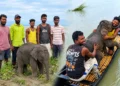 Elephant Calf Rescue by fishermen in the Teesta River at Gajoldoba